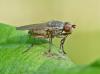 Pherbellia dubia